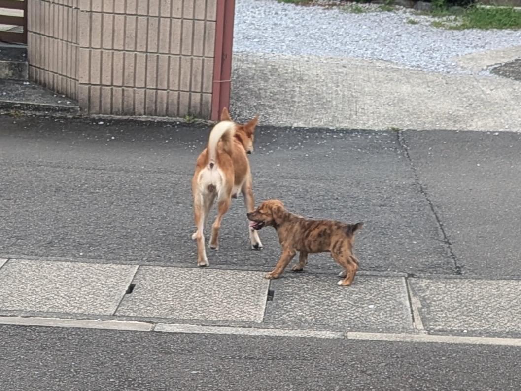 目撃された犬 目撃された犬