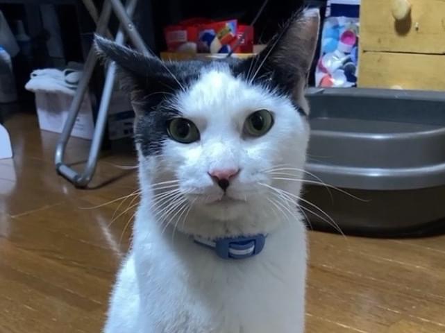 クロちゃん クロちゃん