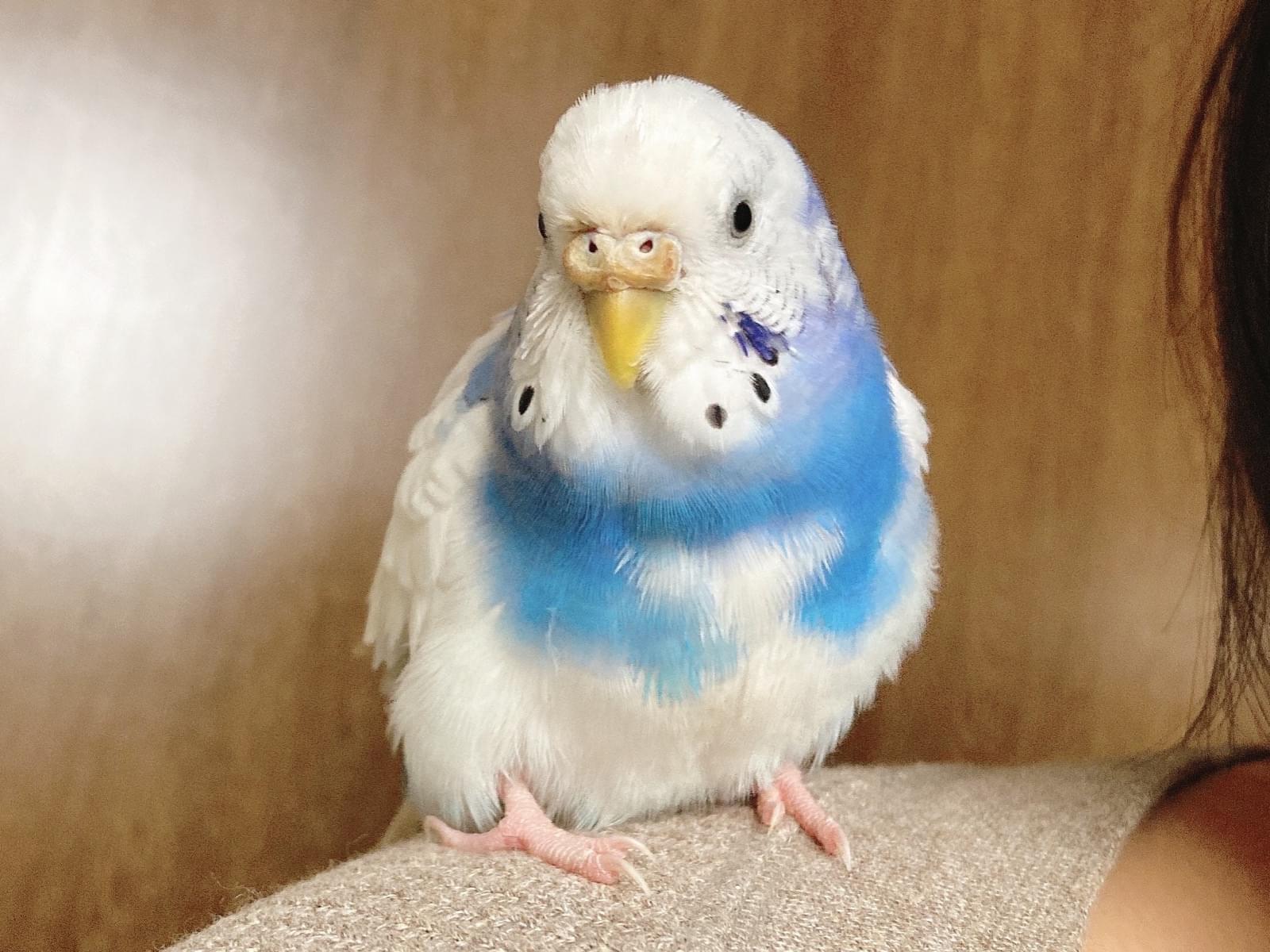 ピーちゃん ピーちゃん