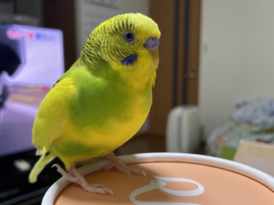 ピノちゃん ピノちゃん