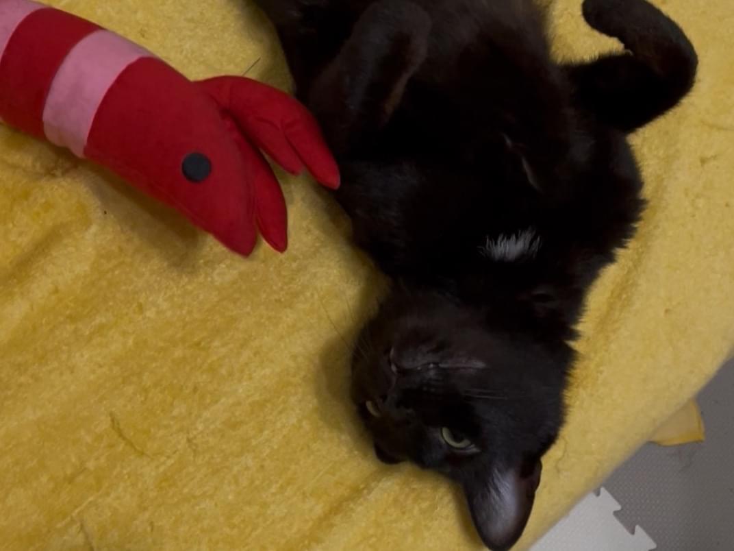 保護された猫 保護された猫