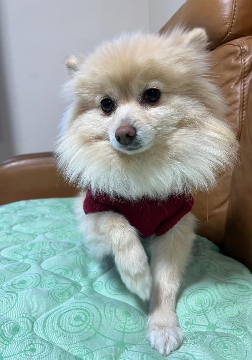 赤い服を着たポメラニアンです