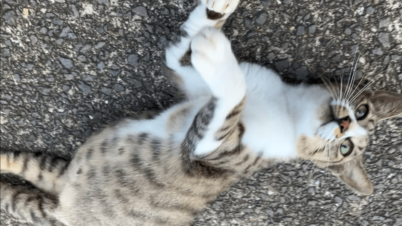 キジ白ハチワレ猫でかぎしっぽな猫を探してます