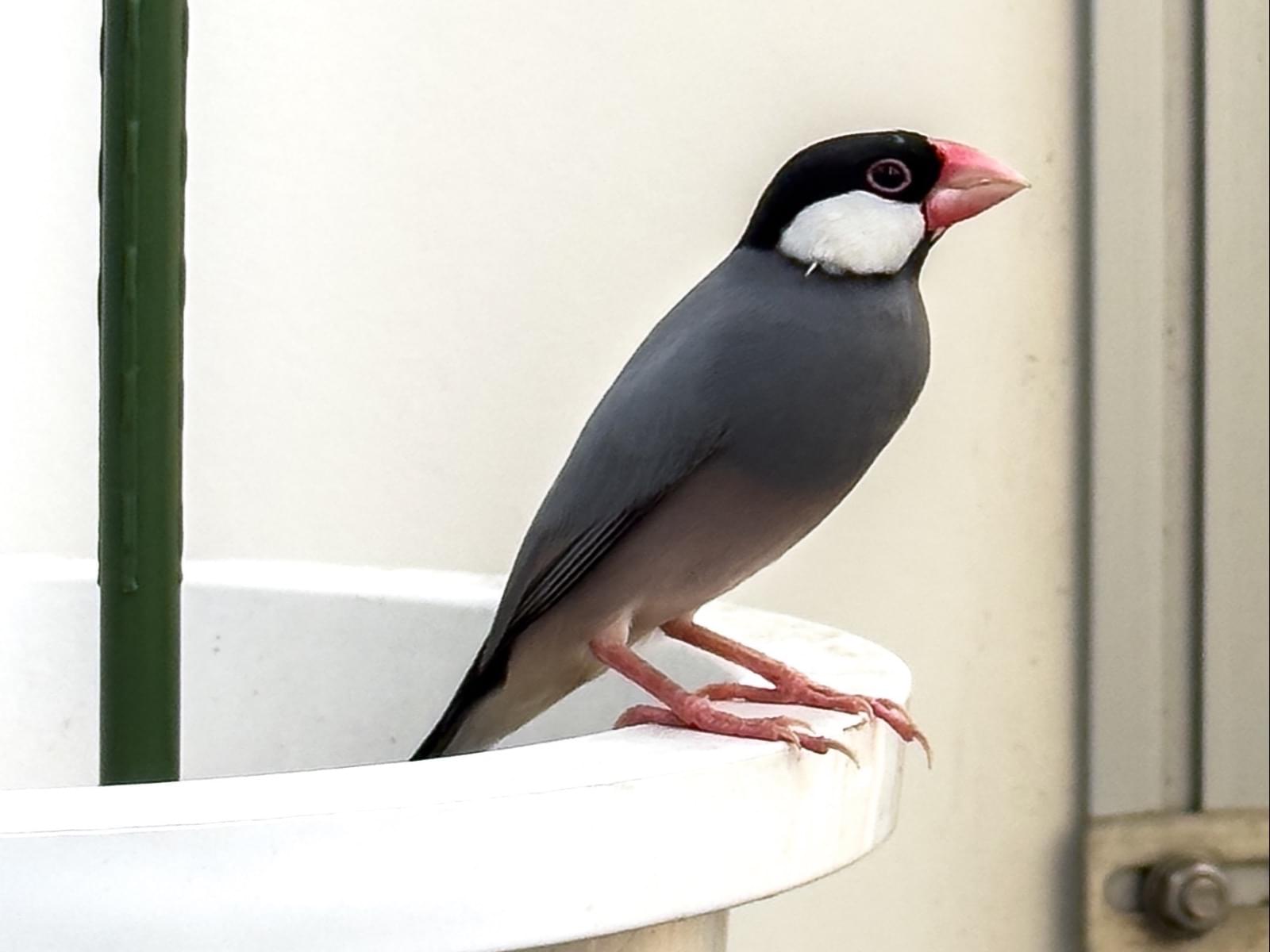 目撃された鳥 目撃された鳥