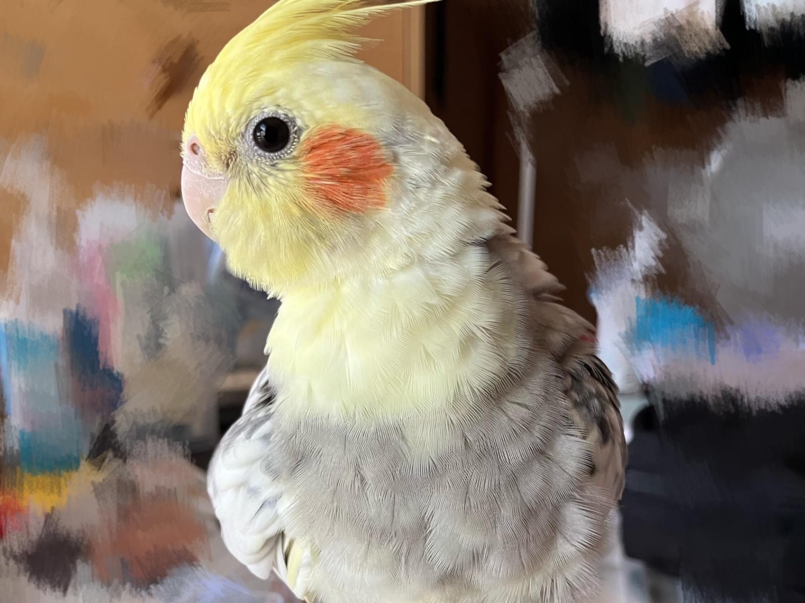 めめちゃん