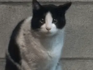 全国の迷子の猫 (10365件)