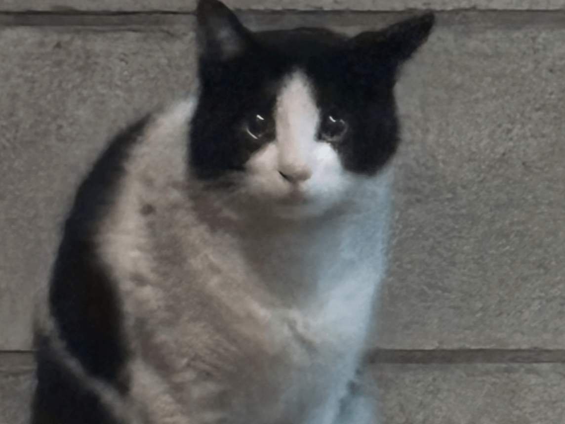 目撃された猫