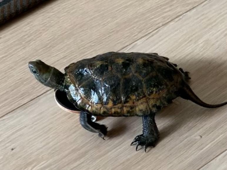 しいちゃん