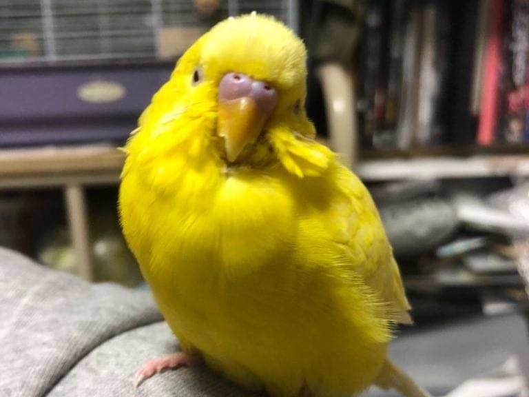 レモンちゃん レモンちゃん