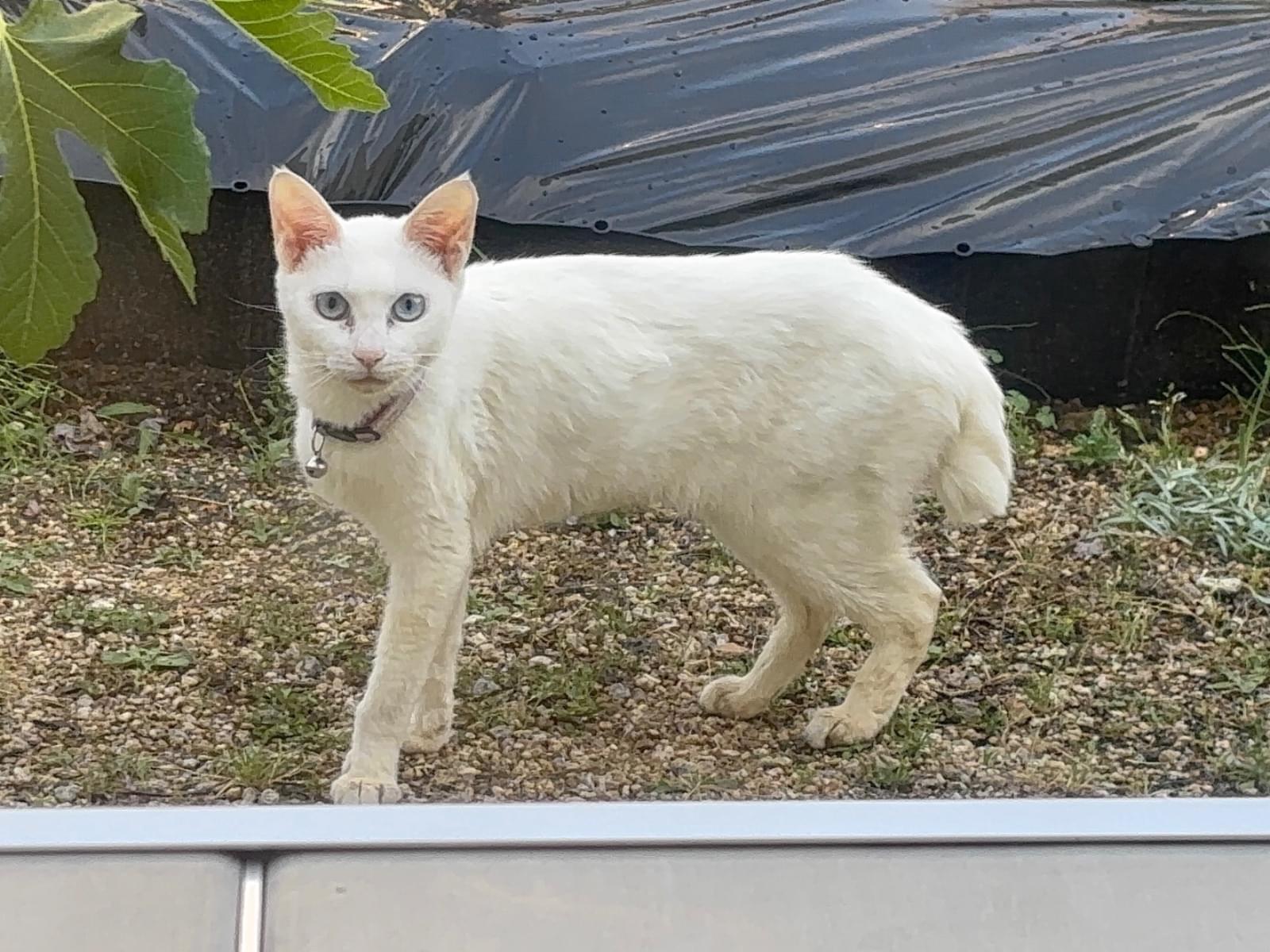 保護された猫