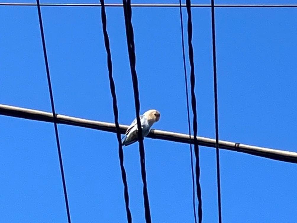 目撃された鳥 目撃された鳥