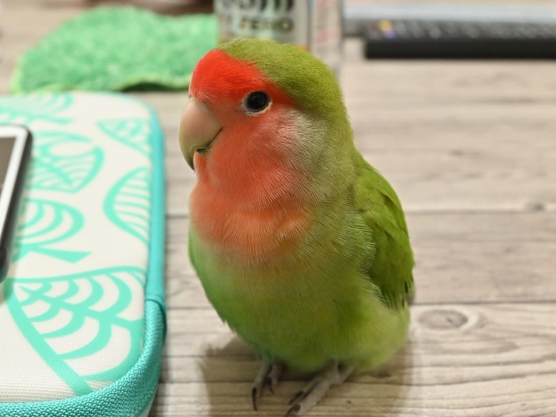 はピちゃん はピちゃん