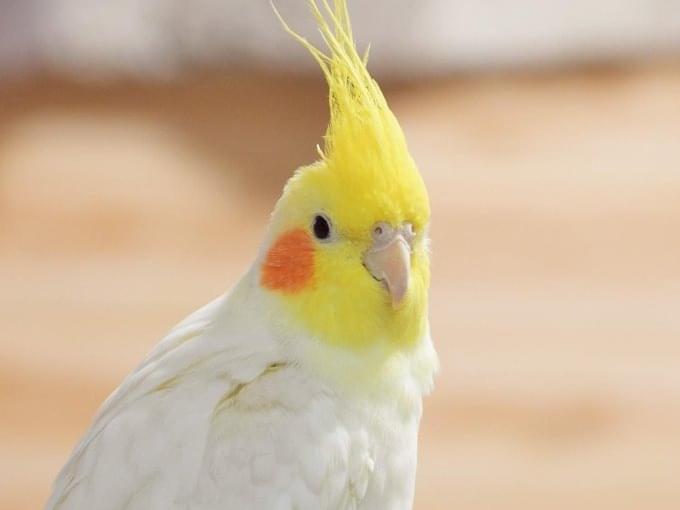 -ちゃん -ちゃん