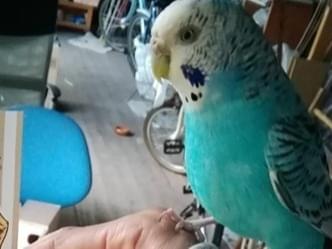あおちゃん あおちゃん
