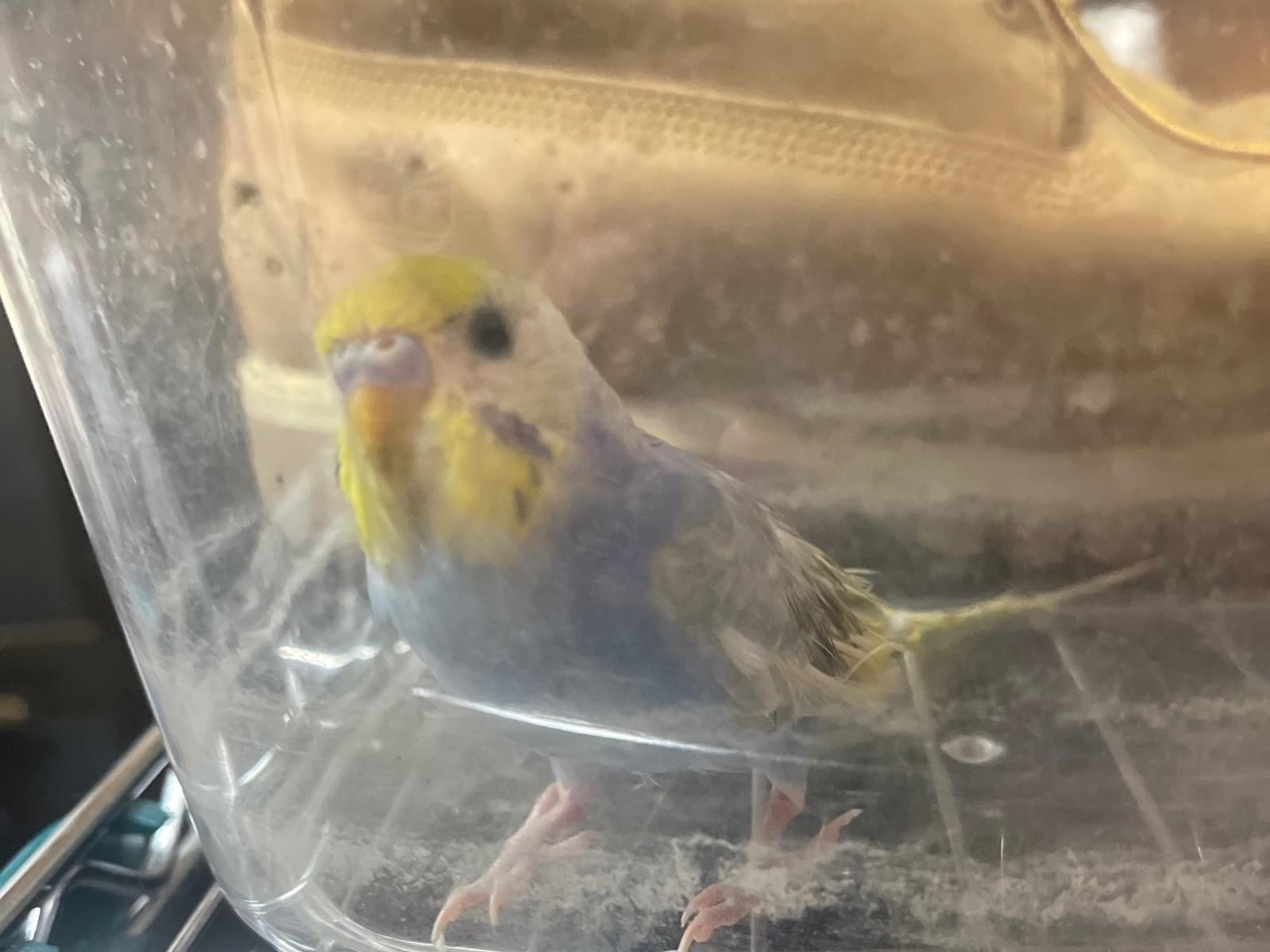 保護された鳥 保護された鳥
