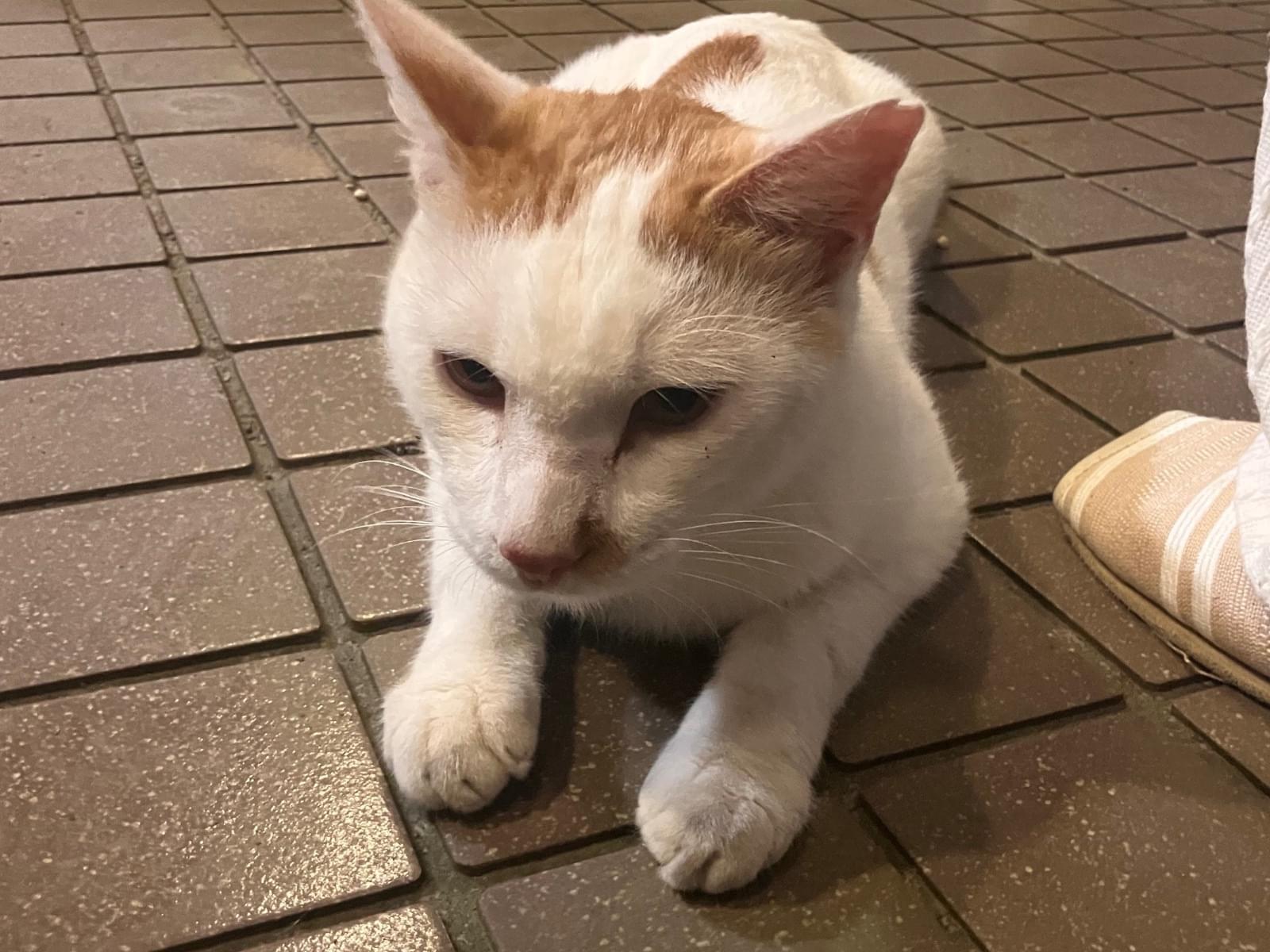 保護された猫 保護された猫