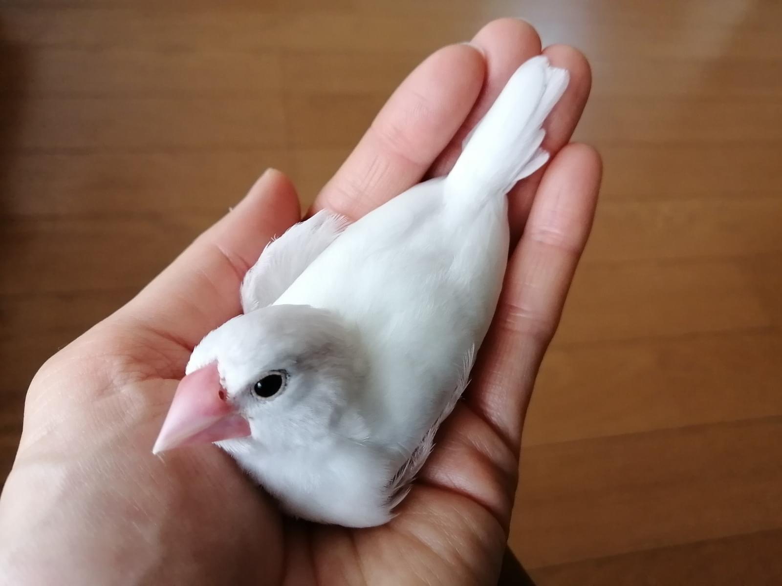 ぴっぴちゃん ぴっぴちゃん