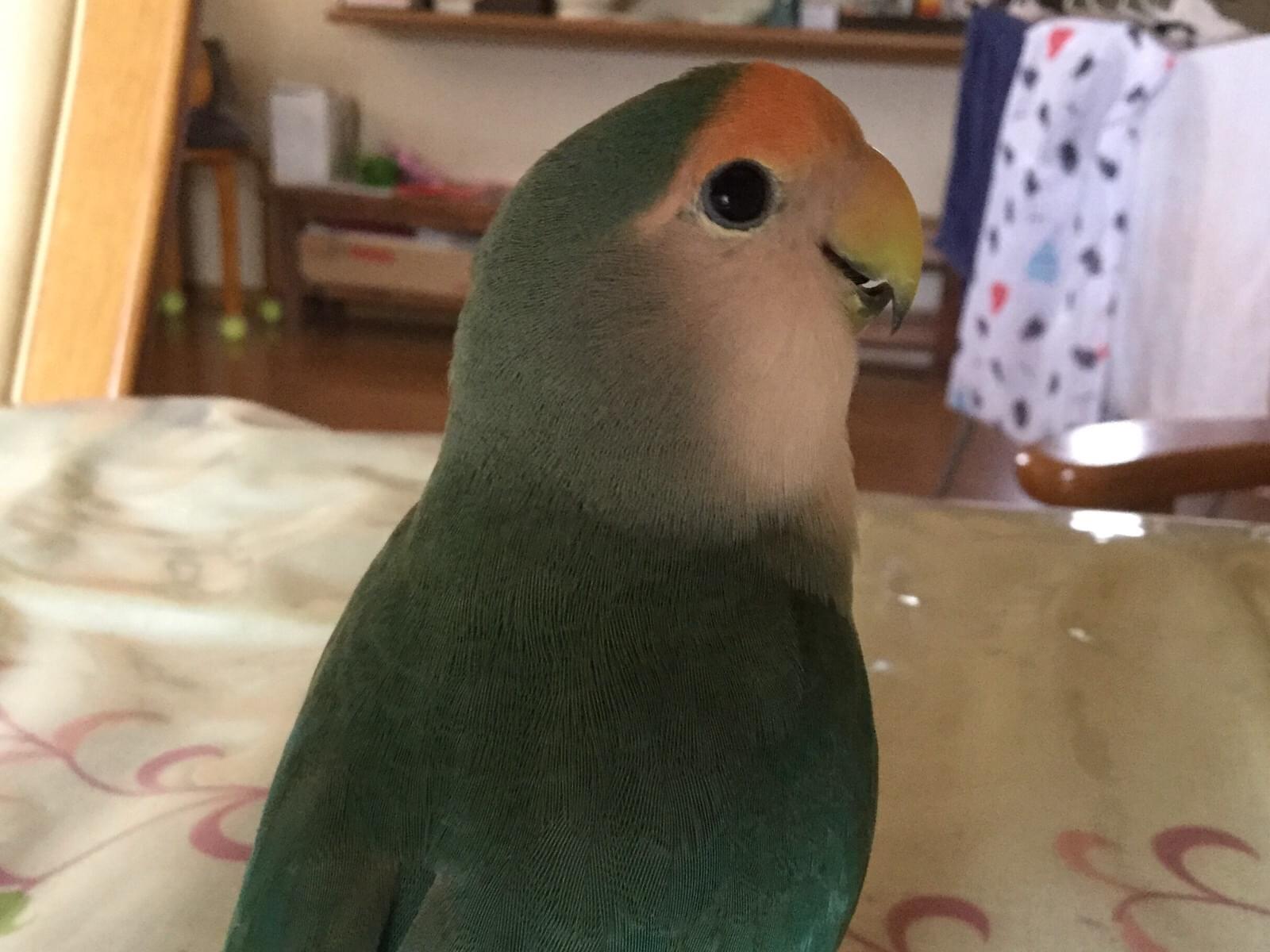 ぴーすけちゃん ぴーすけちゃん