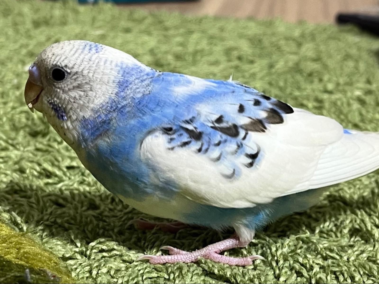 ククちゃん ククちゃん
