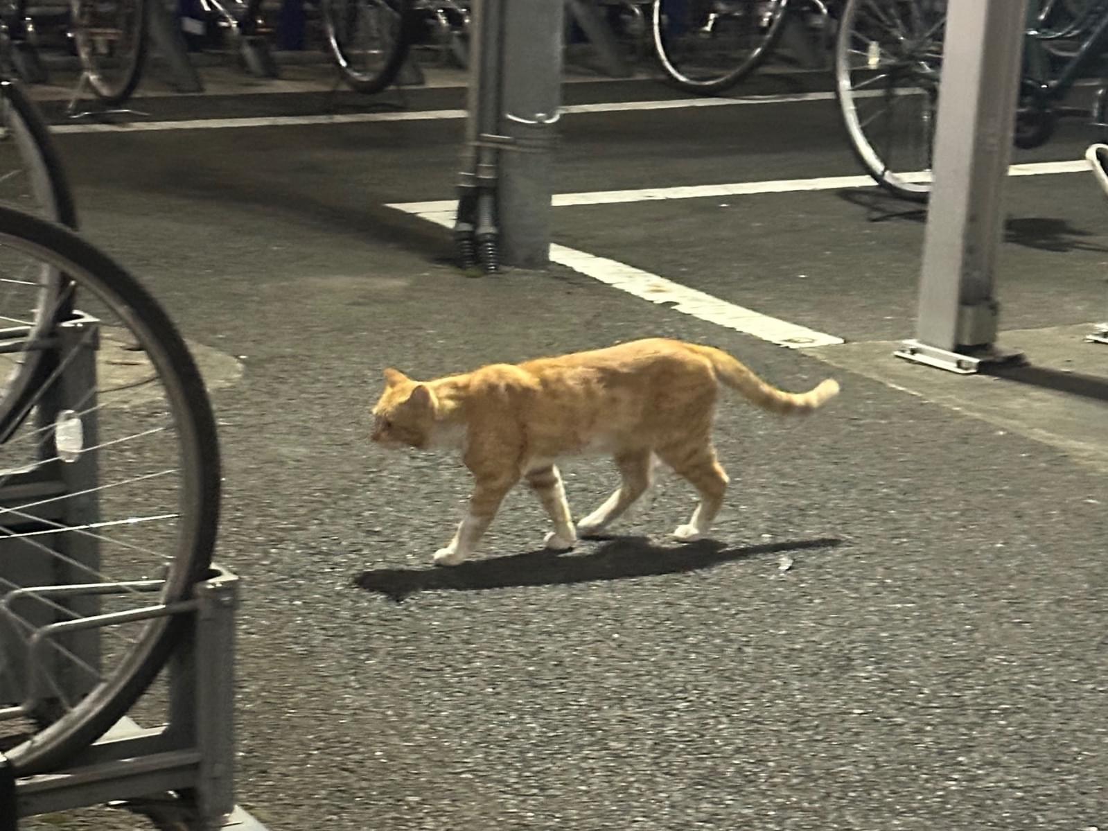 目撃された猫 目撃された猫