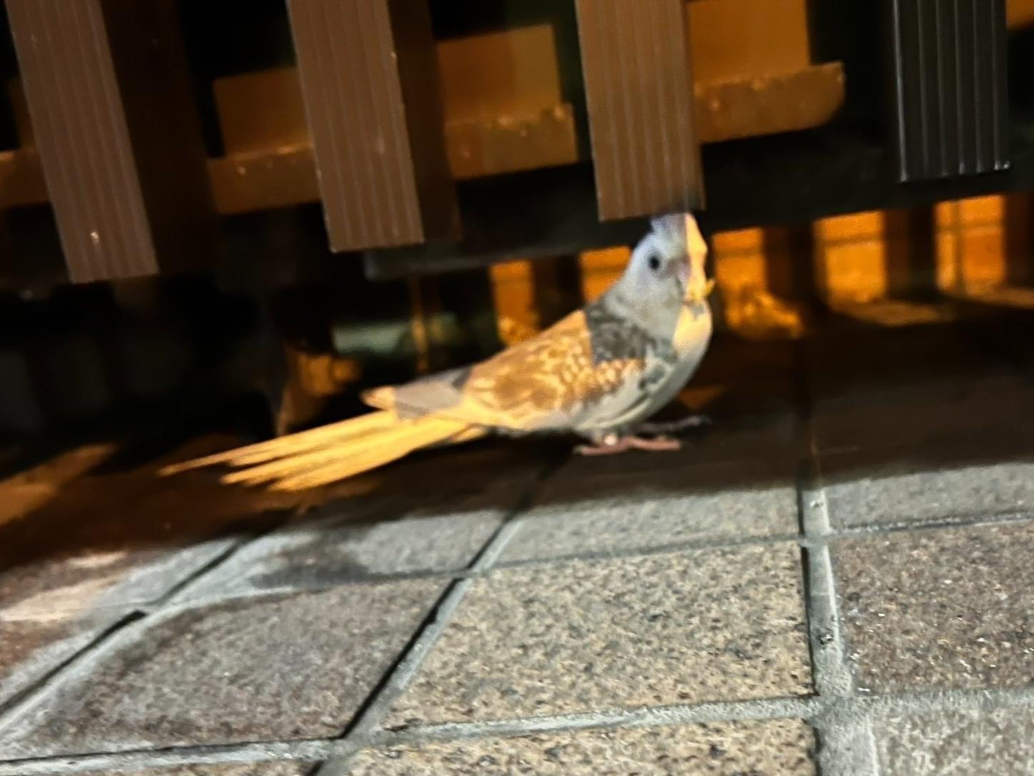 目撃された鳥 目撃された鳥
