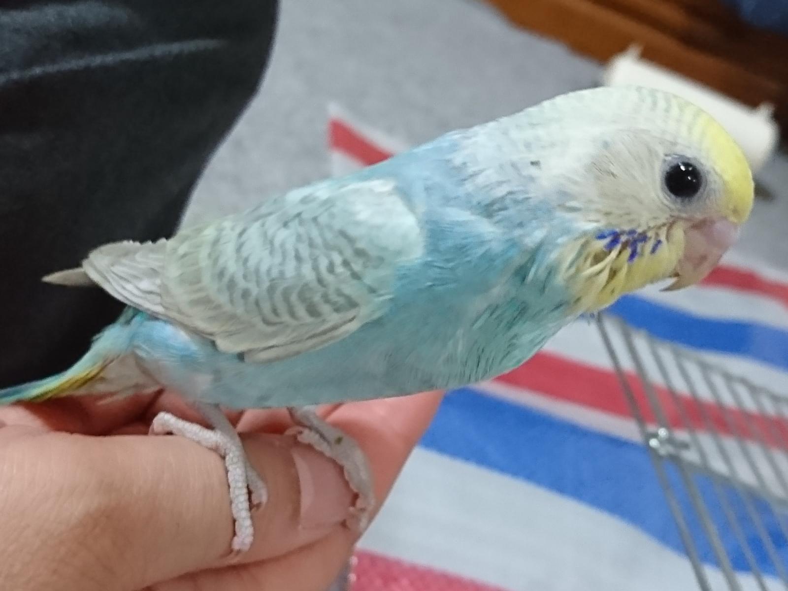 保護された鳥 保護された鳥