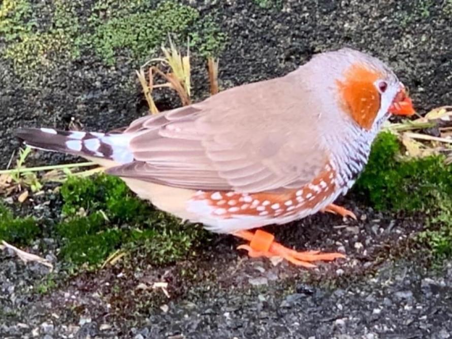 目撃された鳥 目撃された鳥