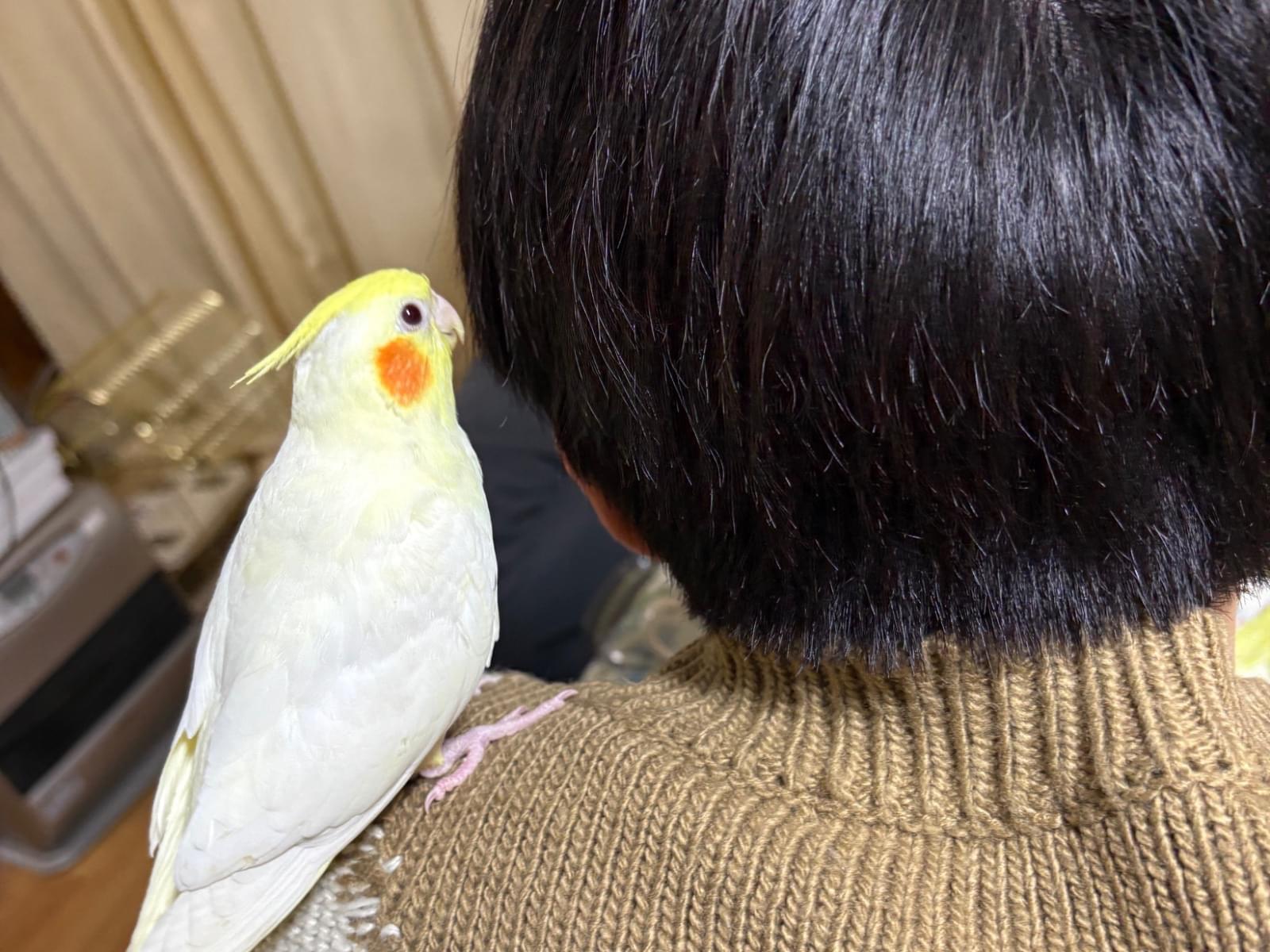 ハナちゃん ハナちゃん