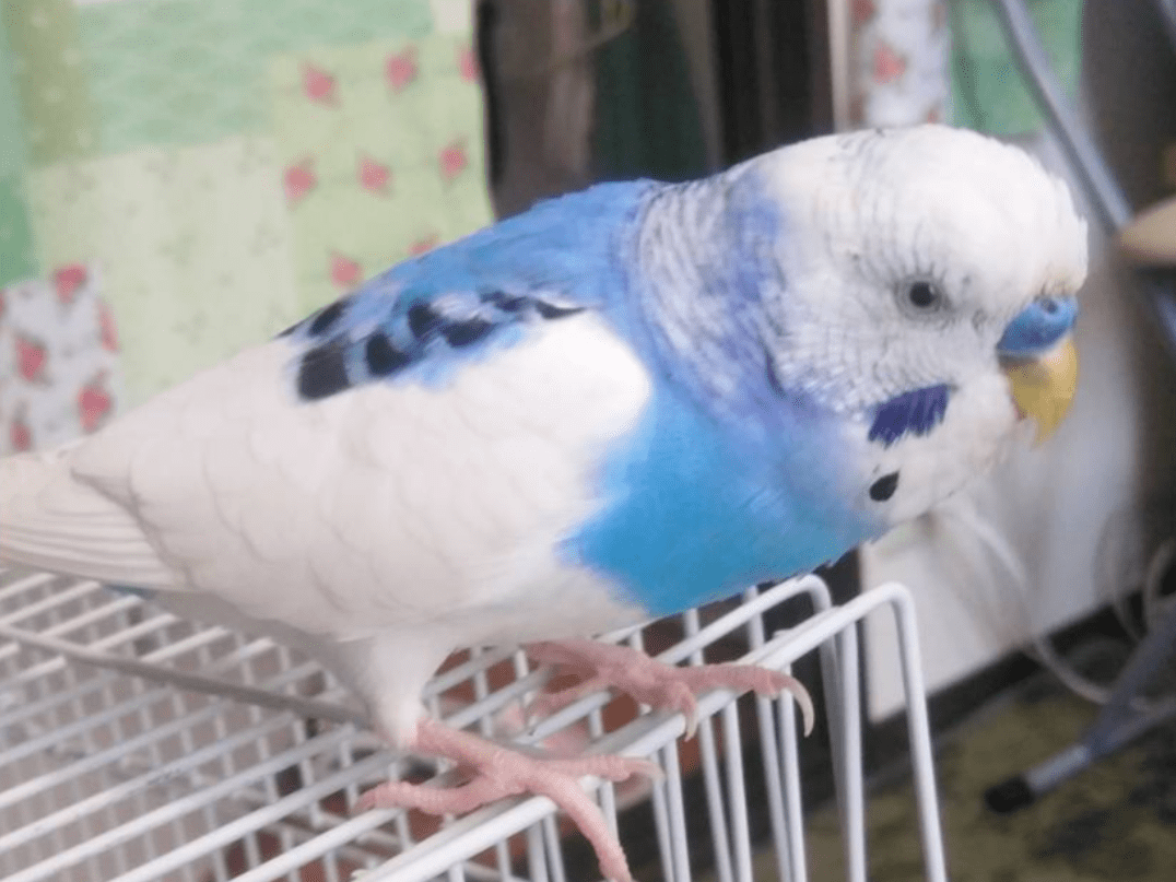 そらちゃん そらちゃん