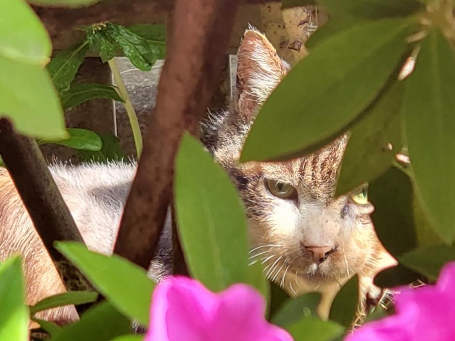 目撃された猫 目撃された猫