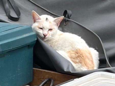目撃された猫 目撃された猫