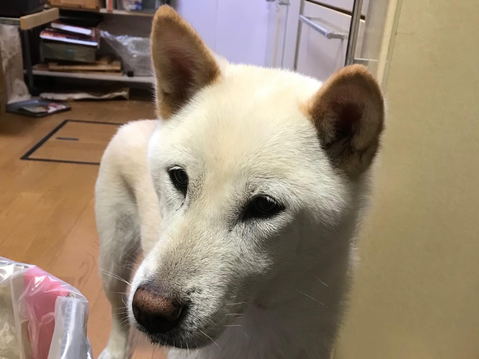 チヨちゃん