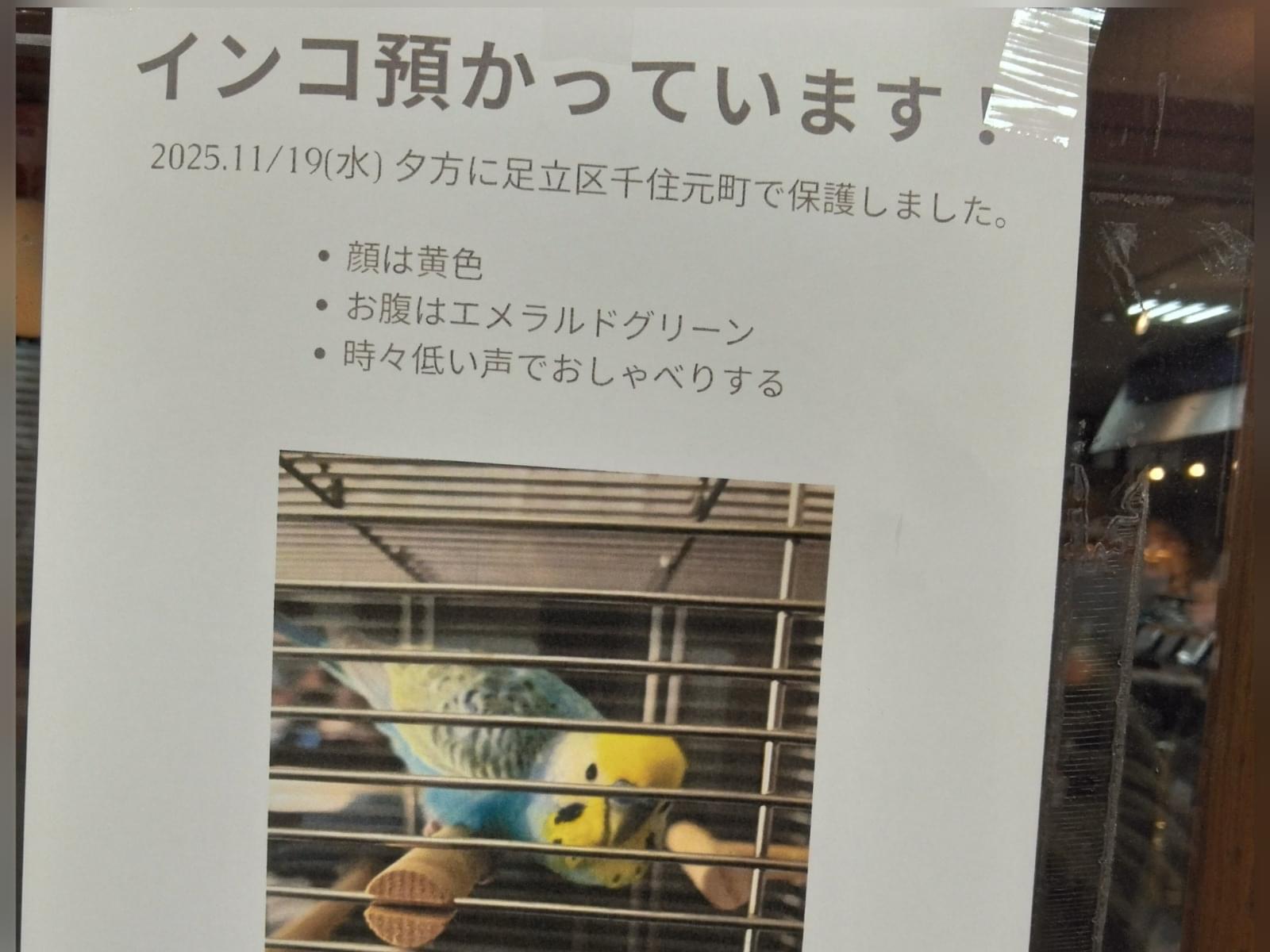 保護された鳥