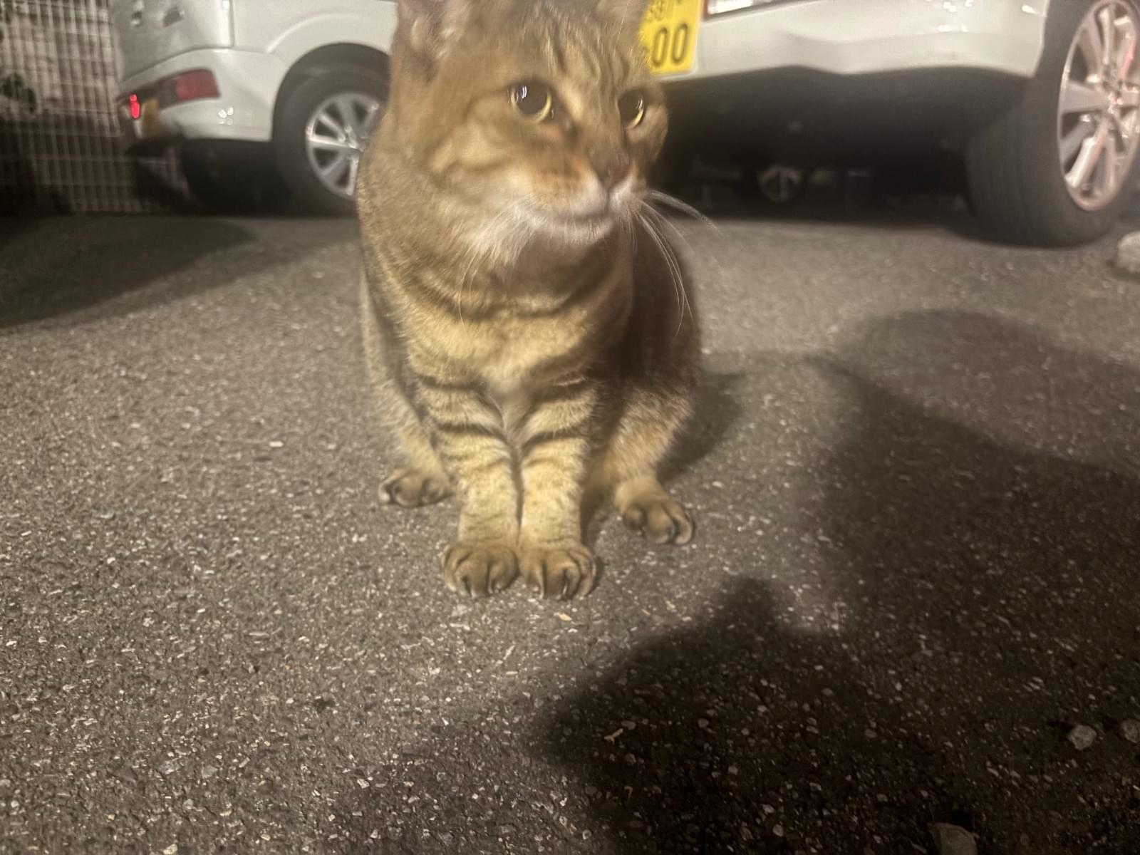 目撃された猫 目撃された猫