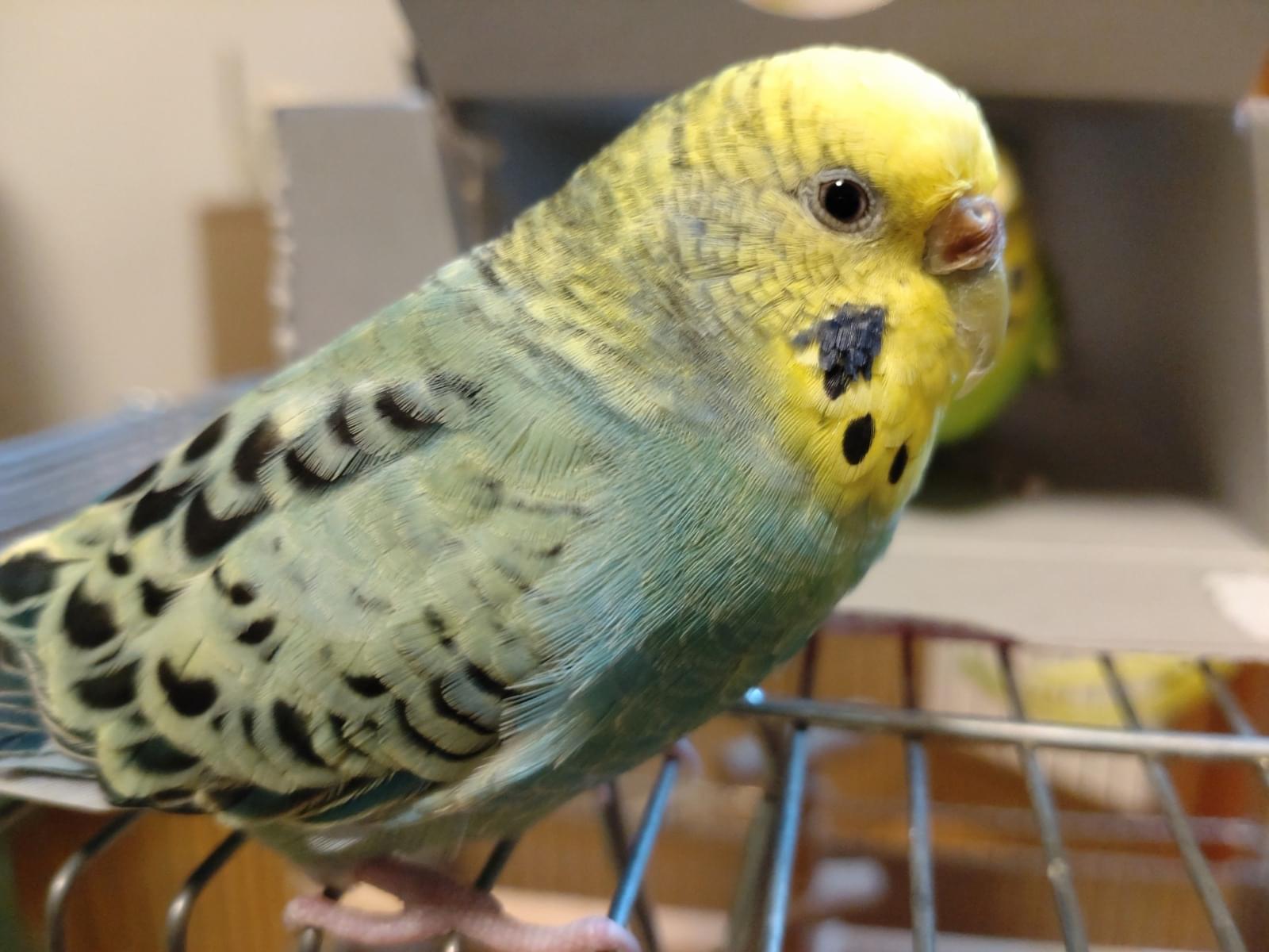 きーちゃん きーちゃん