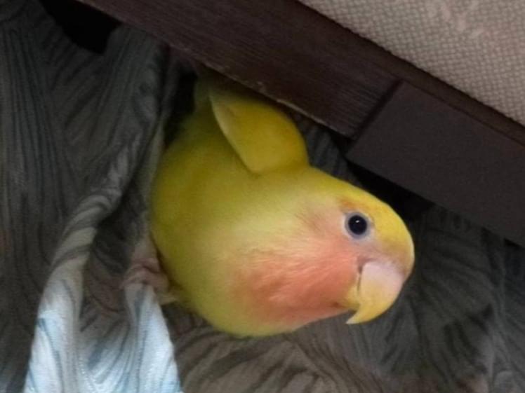 きなこちゃん きなこちゃん