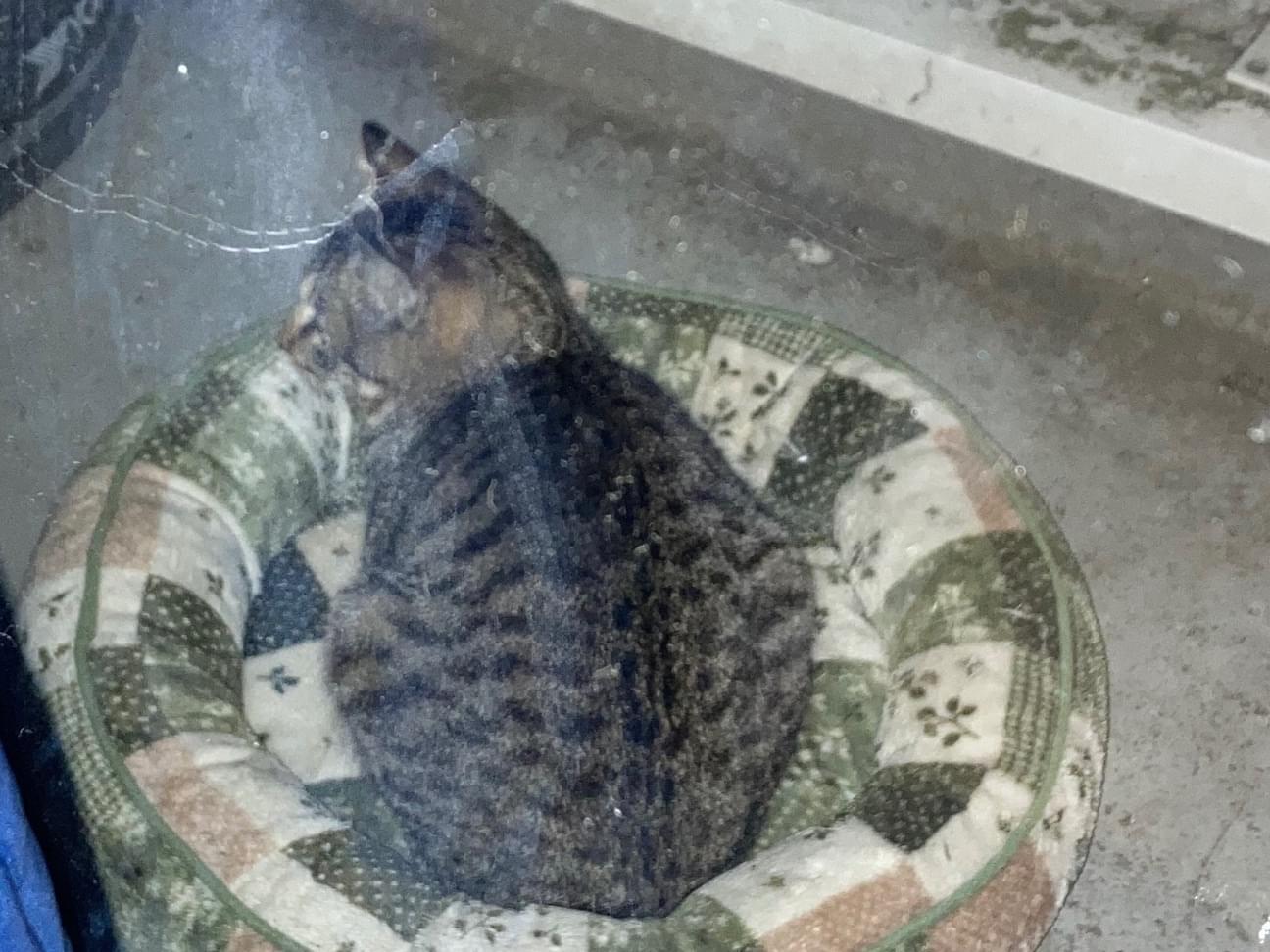 目撃された猫 目撃された猫