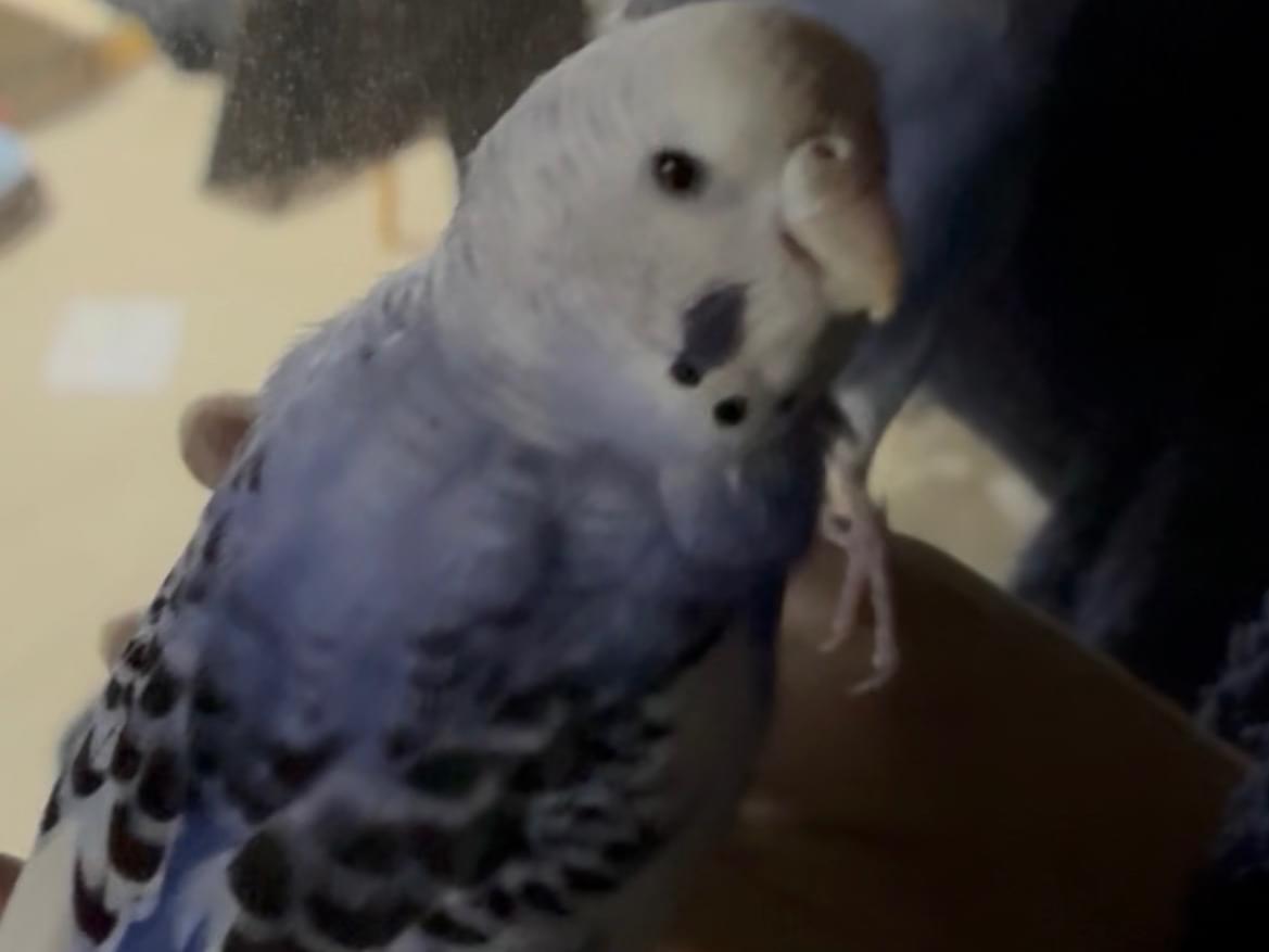 ちゃちゃにこちゃん