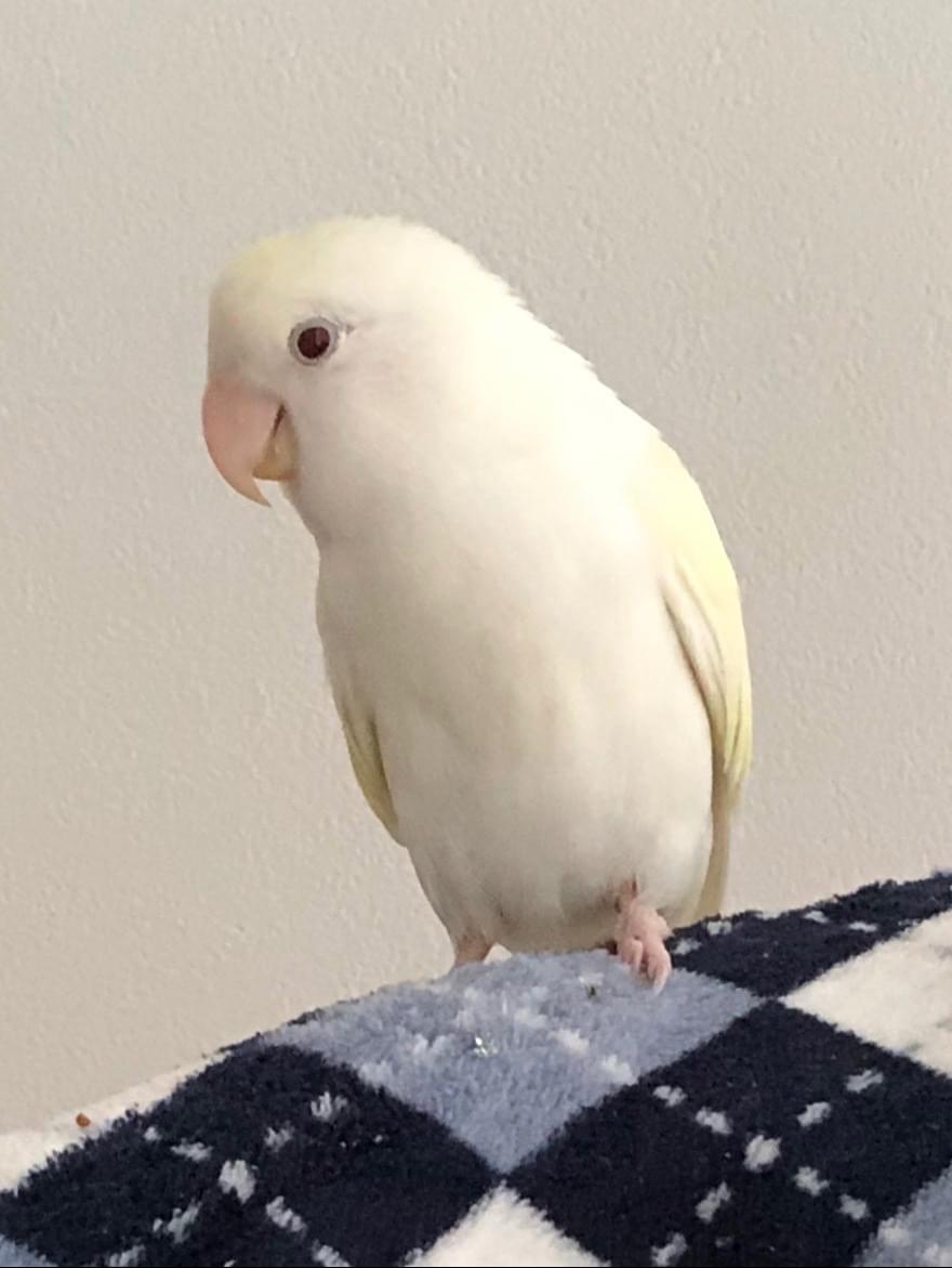 コザクラインコ 羽がクリーム色 のノアを探しています