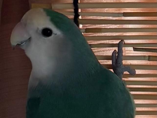 どんちゃん