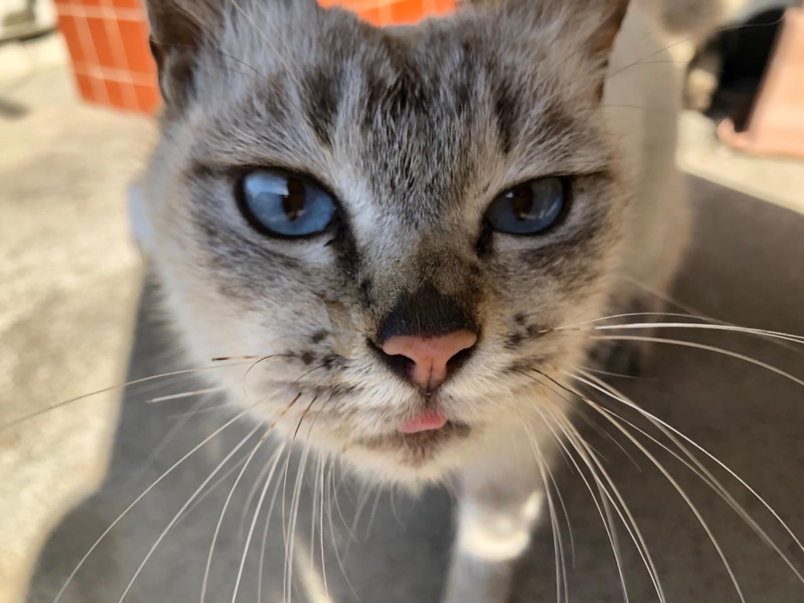 保護された猫 保護された猫