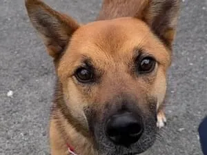 茶色で鼻黒白たびの中型犬雑種を探しています