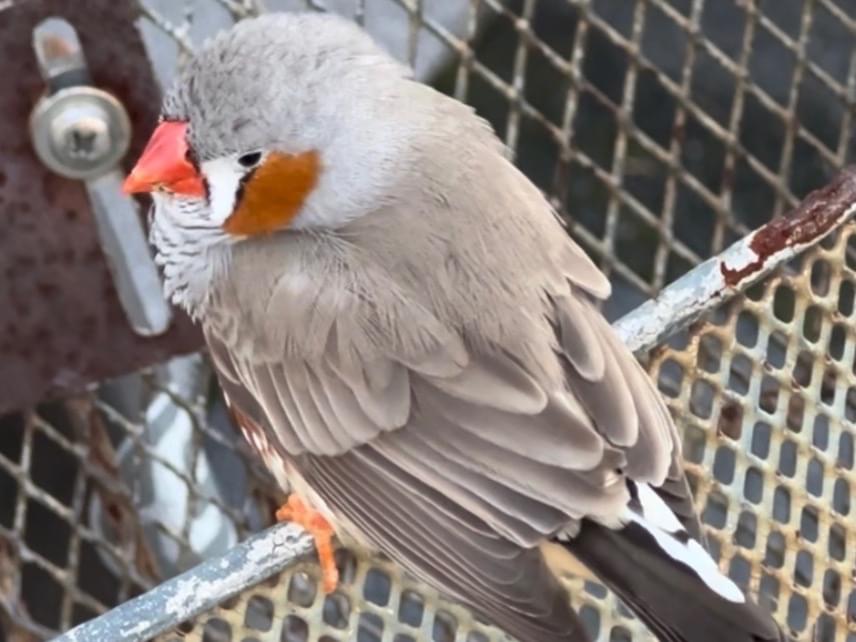目撃された鳥 目撃された鳥