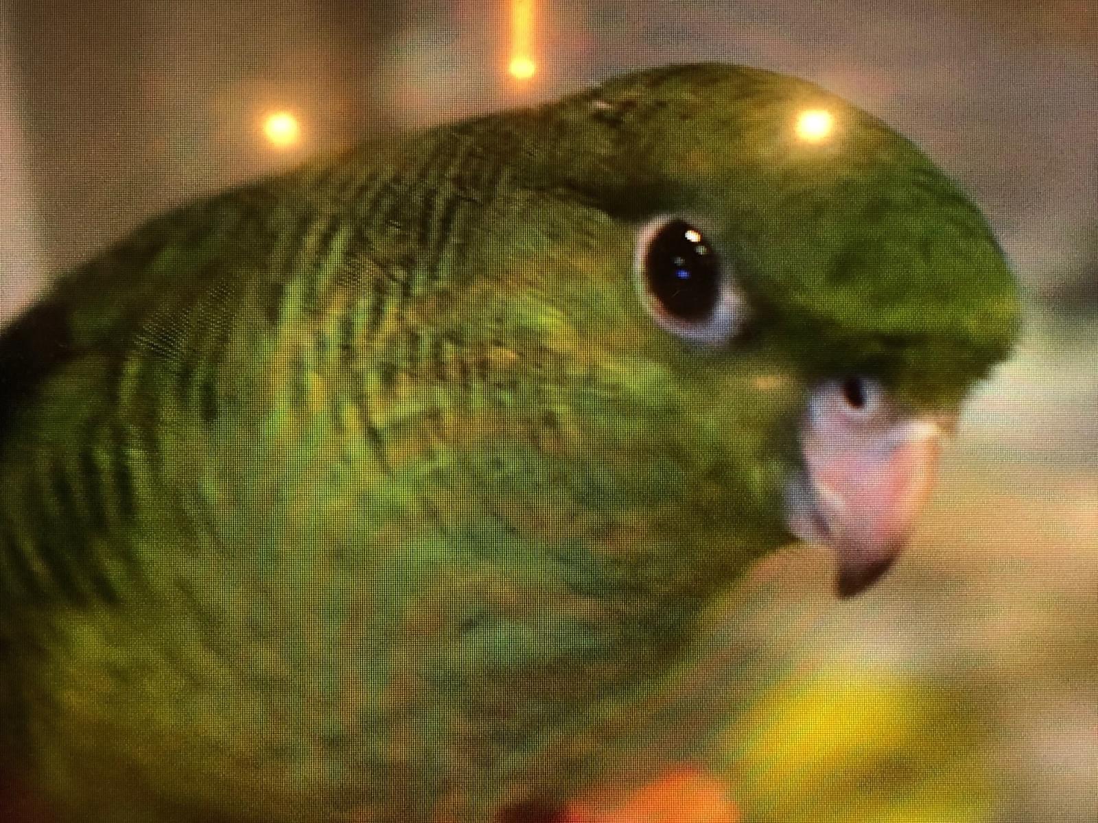 ぴぽぽちゃん ぴぽぽちゃん
