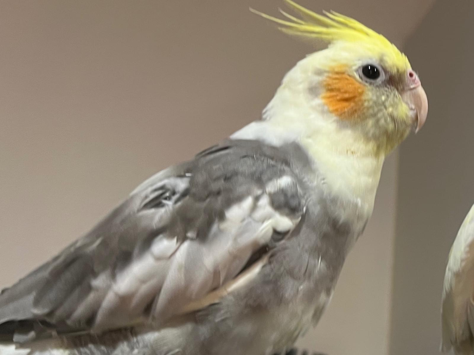 のんたまちゃん