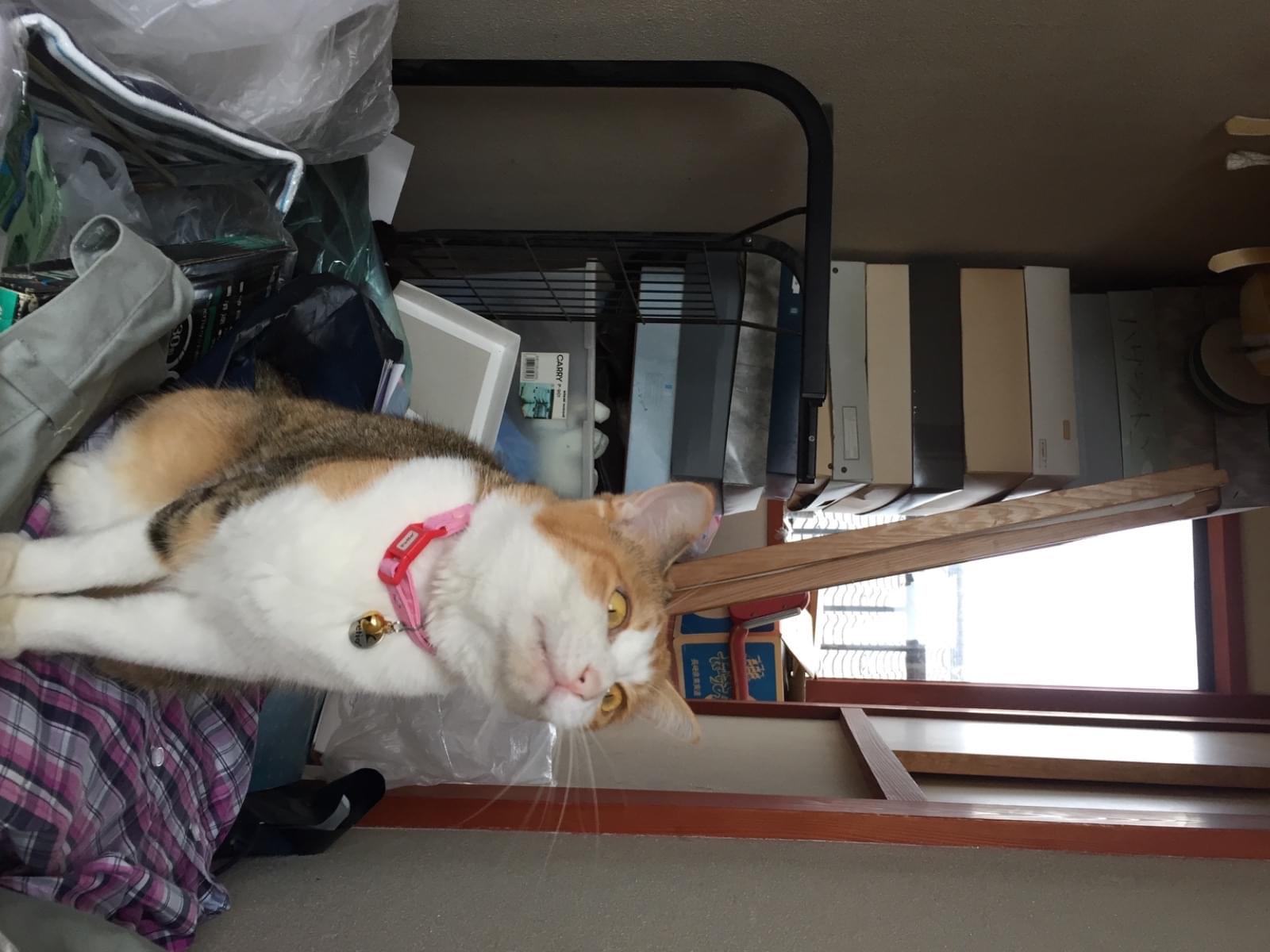 保護された猫 保護された猫