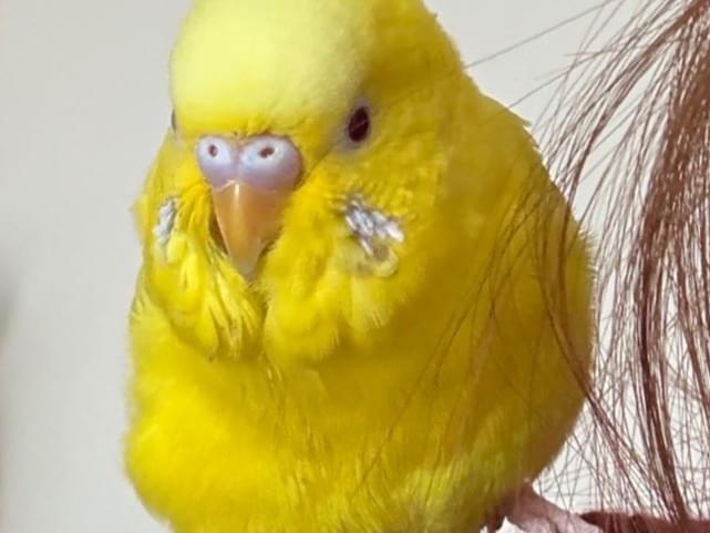 保護された鳥 保護された鳥