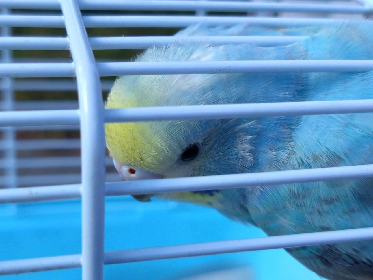 保護された鳥 保護された鳥
