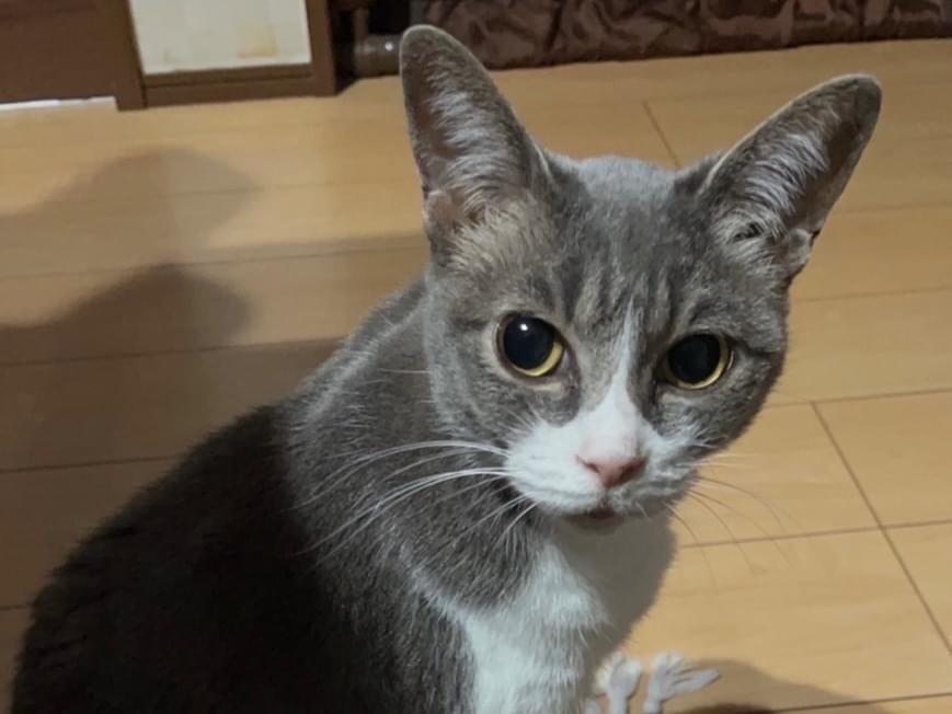 グレちゃん グレちゃん