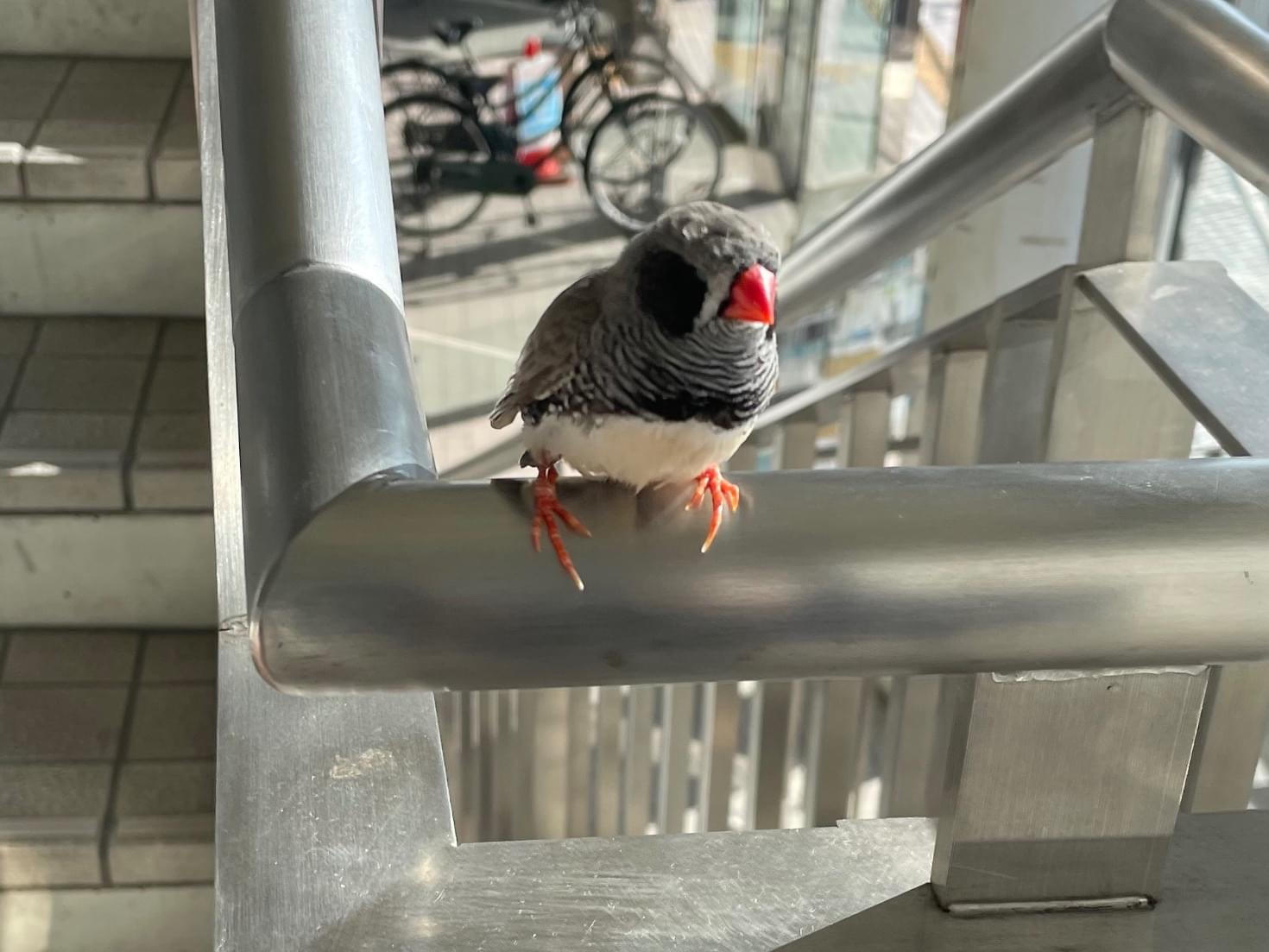 目撃された鳥 目撃された鳥